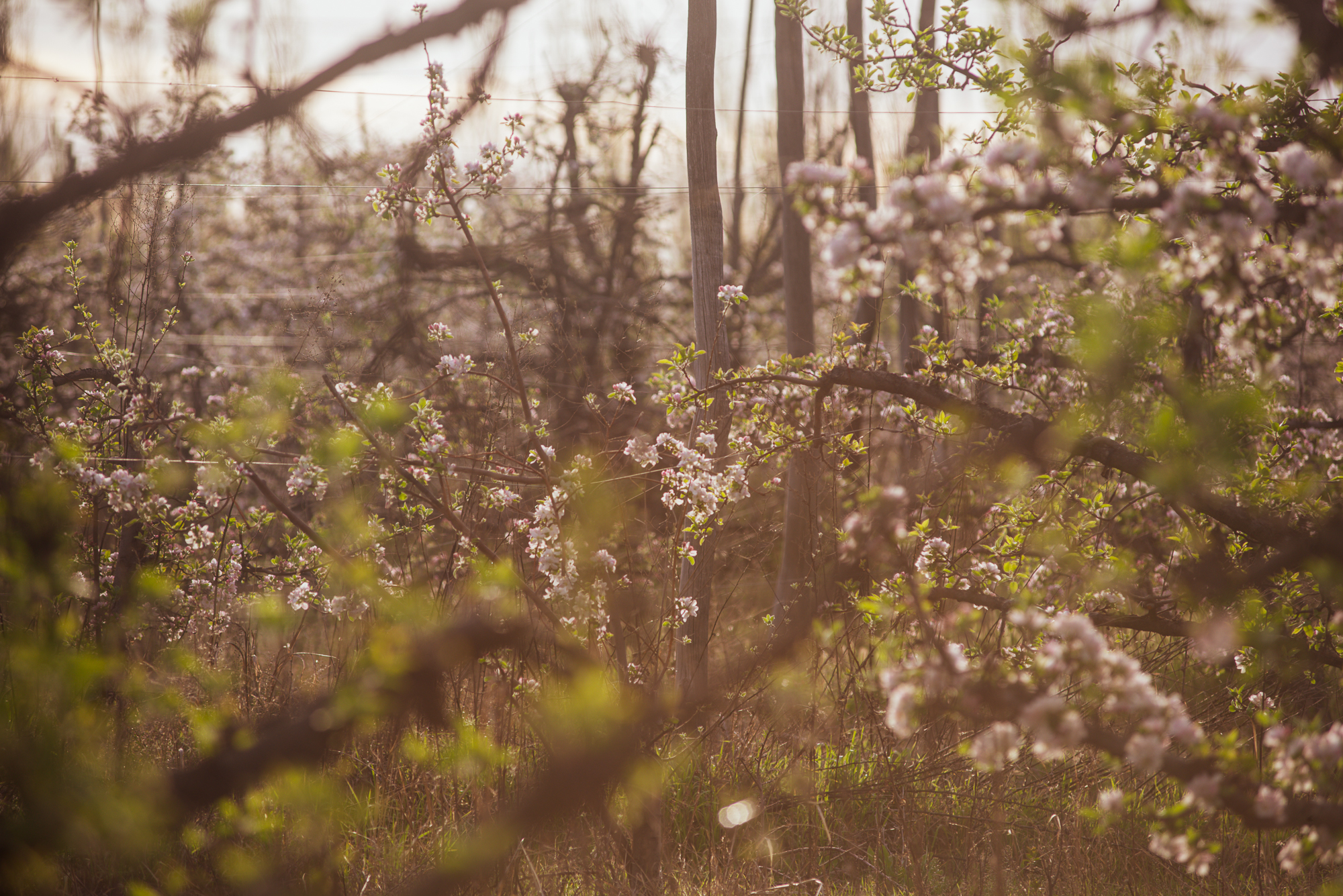 Pasé unos días en Villa Regina, la perla del Valle de Río Negro (Argentina)