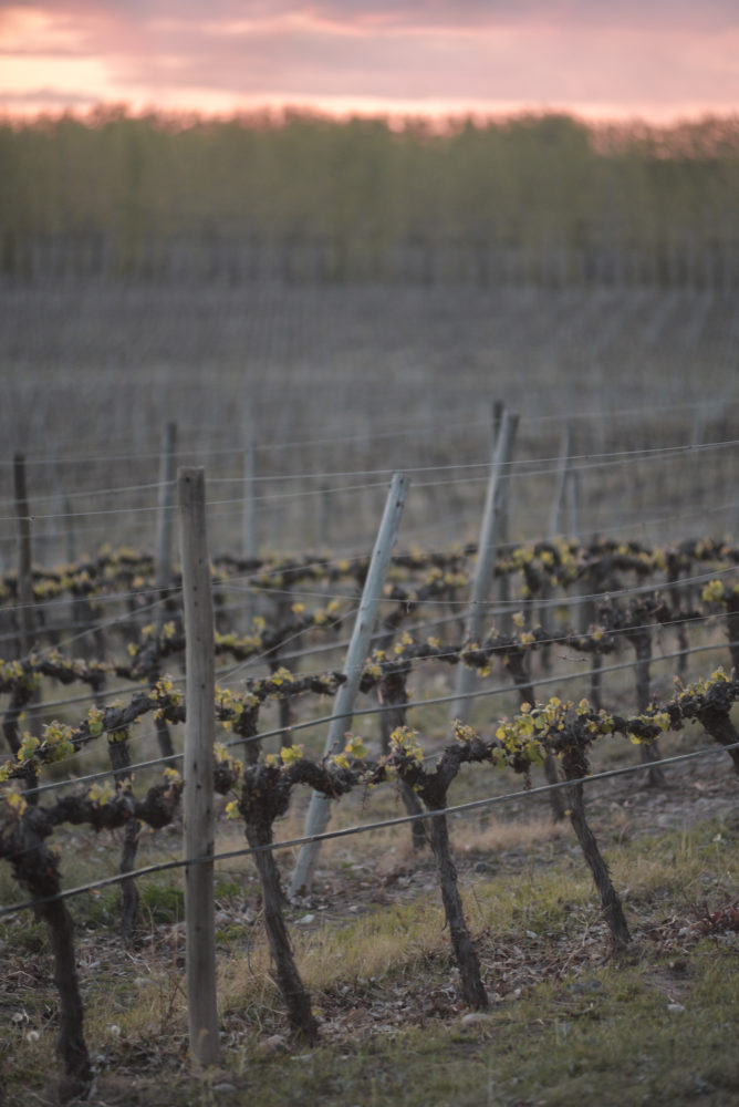 Pulku-8-668x1000 - Pasé unos días en Villa Regina, la perla del Valle de Río Negro (Argentina)