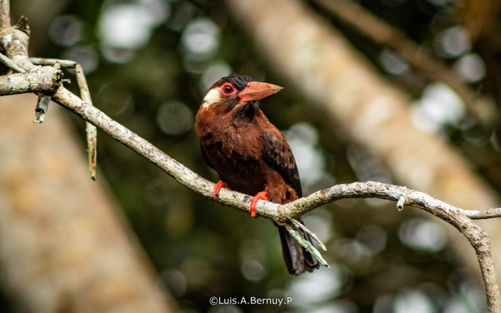 Reserva-Nacional-Allpahuayo-Mishana-1-2-1000x625 - Perú, el destino para los fanáticos del birdwatching