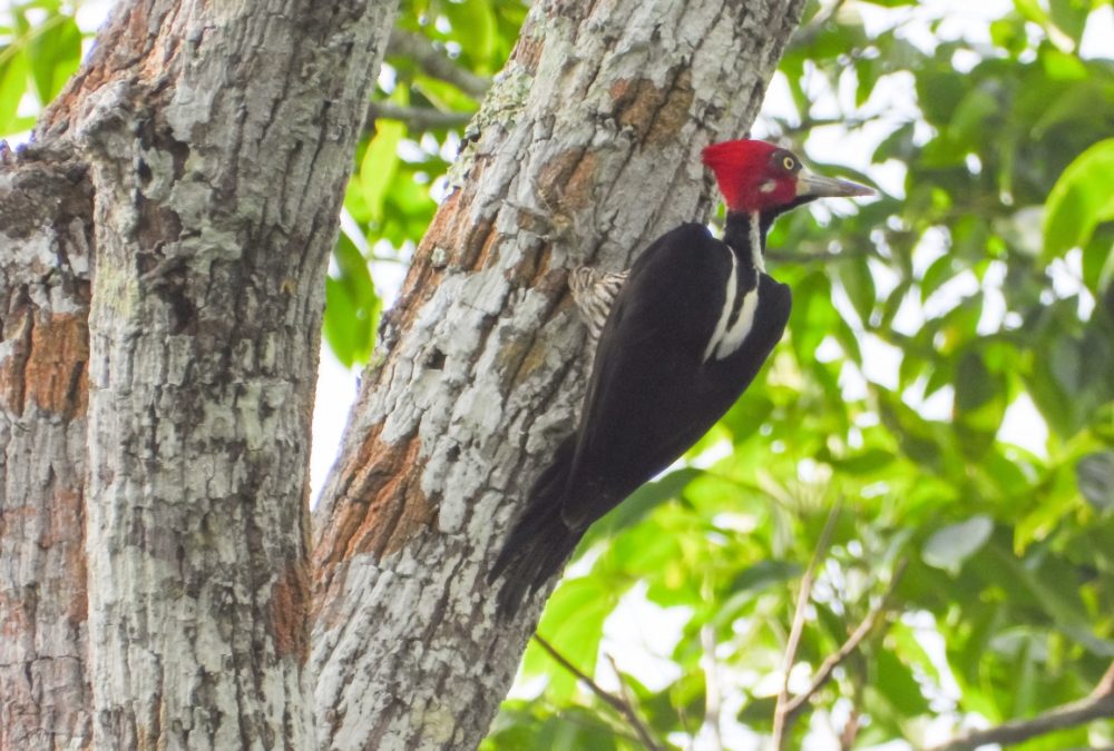 Reserva-Nacional-Allpahuayo-Mishana-1000x675 - Perú, el destino para los fanáticos del birdwatching