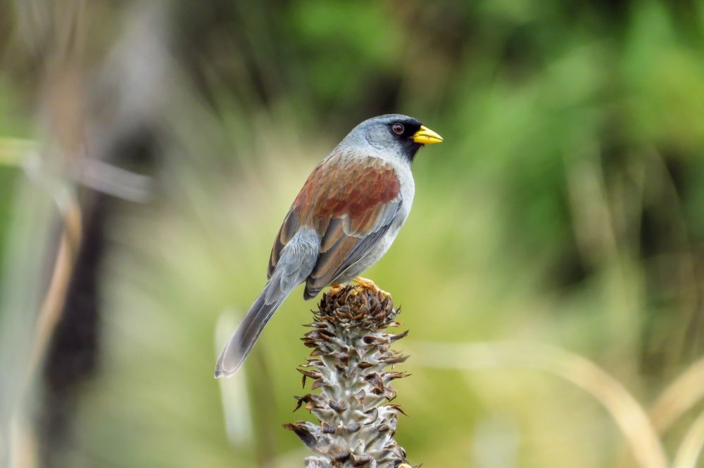 Santuario-Nacional-Lagunas-de-Mejia-1-1-1000x666 - Perú, el destino para los fanáticos del birdwatching