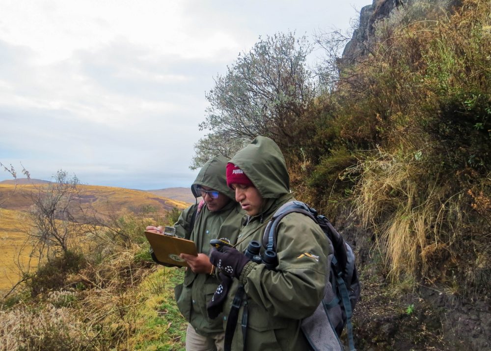 Santuario-Nacional-Lagunas-de-Mejia-1-2-1000x714 - Perú, el destino para los fanáticos del birdwatching
