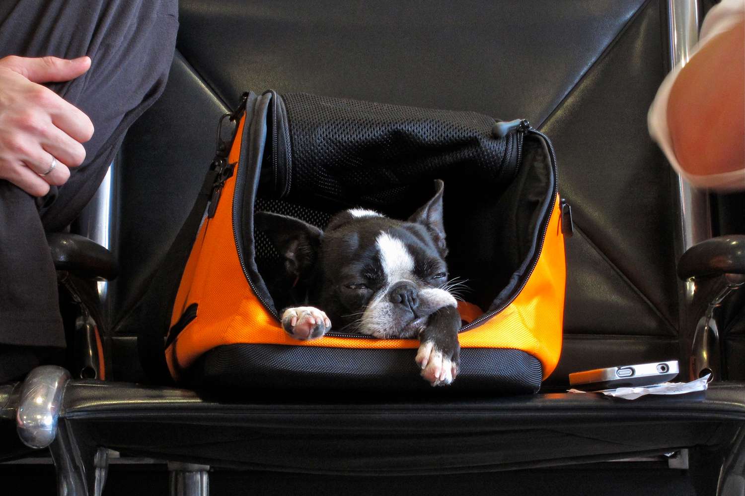 Pasar a tu mascota por los rayos X del aeropuerto, una práctica nada recomendable