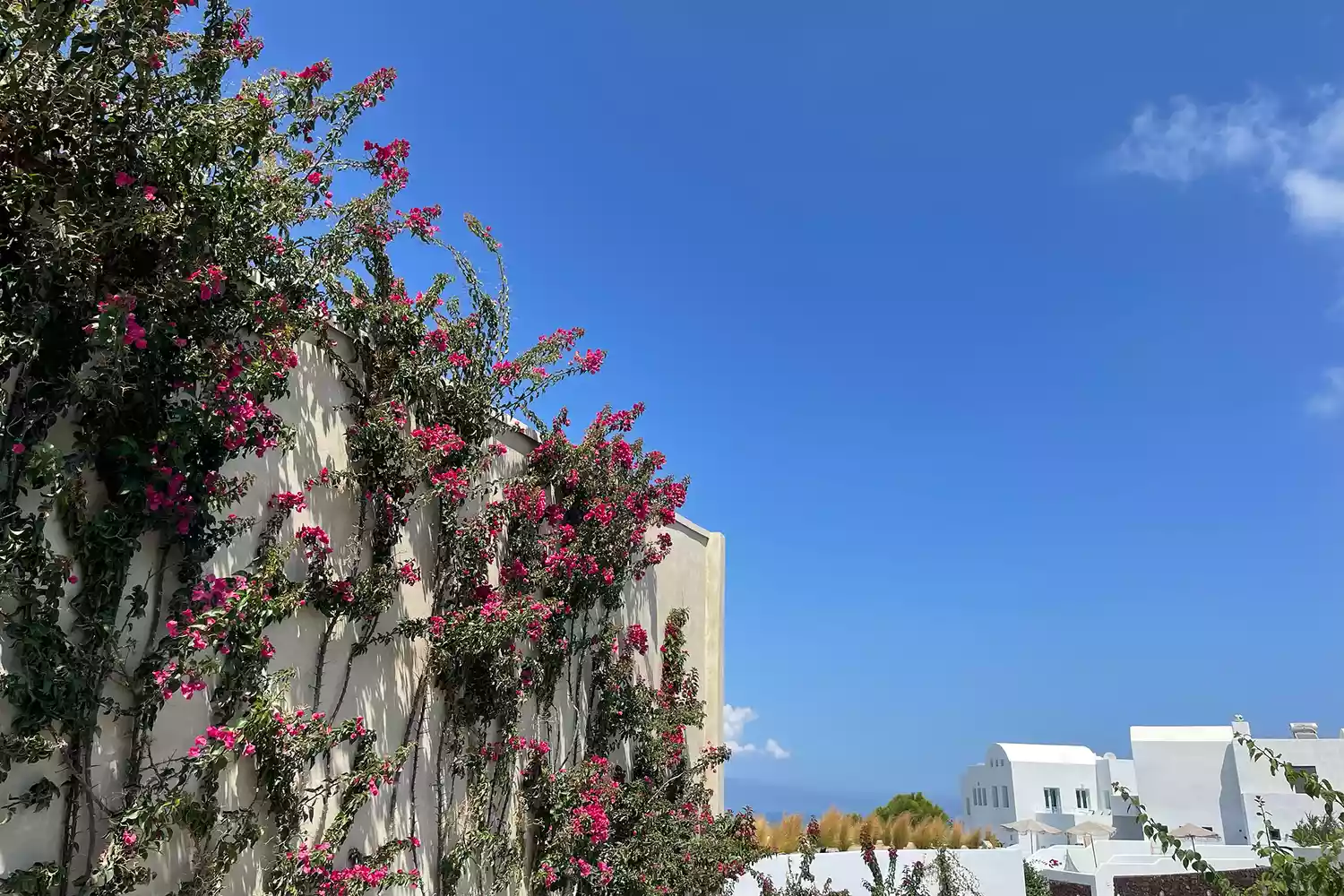 TAL-exterior-flowers-andronis-arcadia-santorini-FAMANDRONIS0923-a055624af1e94064b36becd05f1cf300 - Este magnífico resort de Santorini es uno de los mejores hoteles de Grecia