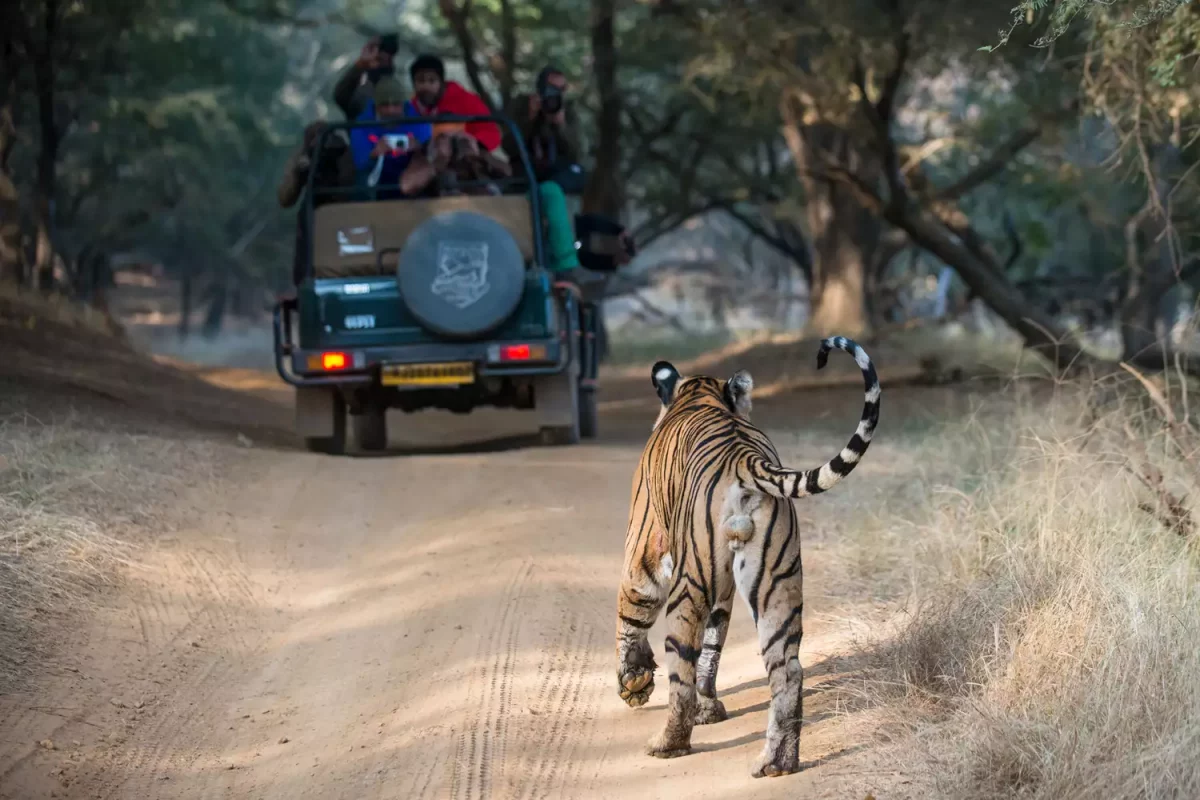 TAL-india-tiger-WHENINDIA0923-6c6afba74e064923a8b951405f96f65b-1200x800 - La mejor época para visitar la India si buscas buen clima, tarifas más bajas y festivales