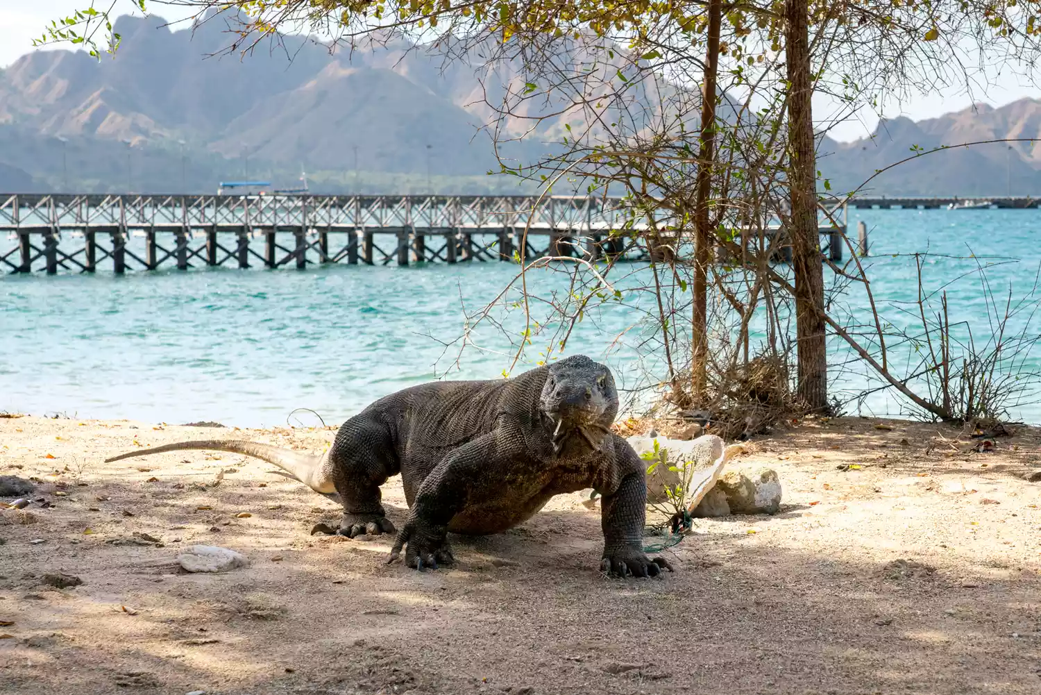 TAL-komodo-dragon-VELAKOMODO0923-67122e4ae6194507bf5e2dc305e802a5 - Cuando navegué en un superyate por el rincón más remoto de Indonesia 