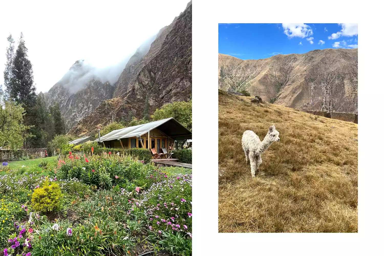TAL-machu-picchu-lodge-llama-SOLOHIKE0523-329c2220d98647b5b558031868490aaf - Así es como fui sola a mi primer viaje de senderismo en Perú