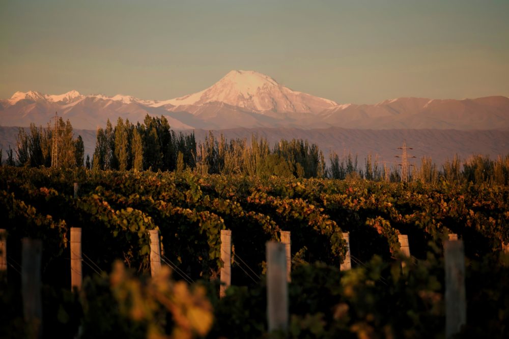 Vinedos-Finca-El-Paraiso-1-1000x667 - Finca El Paraíso: un château en el Cono Sur