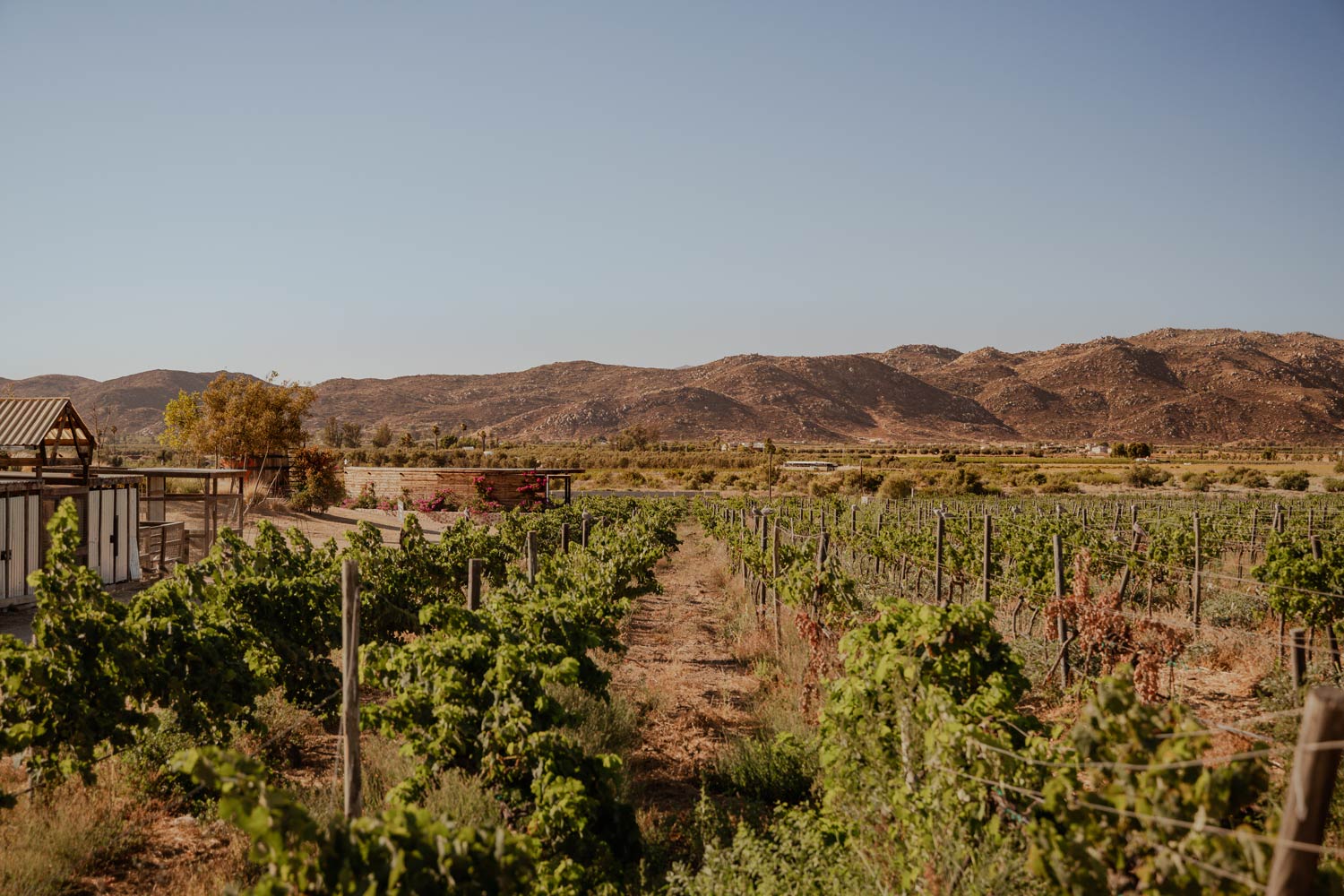 XPlascencia-VdG-21 - Valle de Guadalupe: una ruta por los cinco sentidos