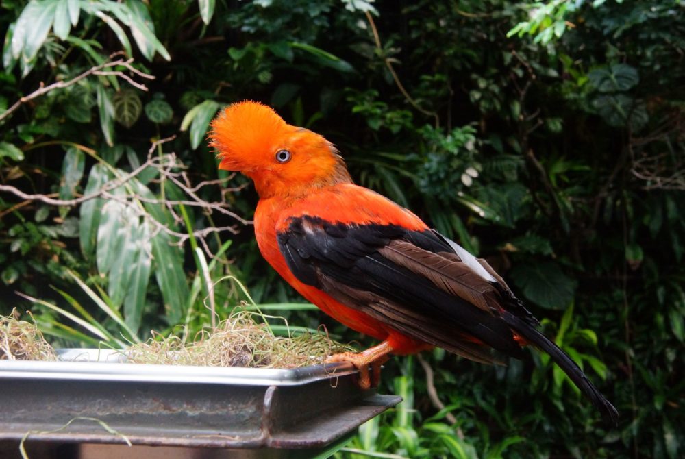 Perú, el destino para los fanáticos del birdwatching