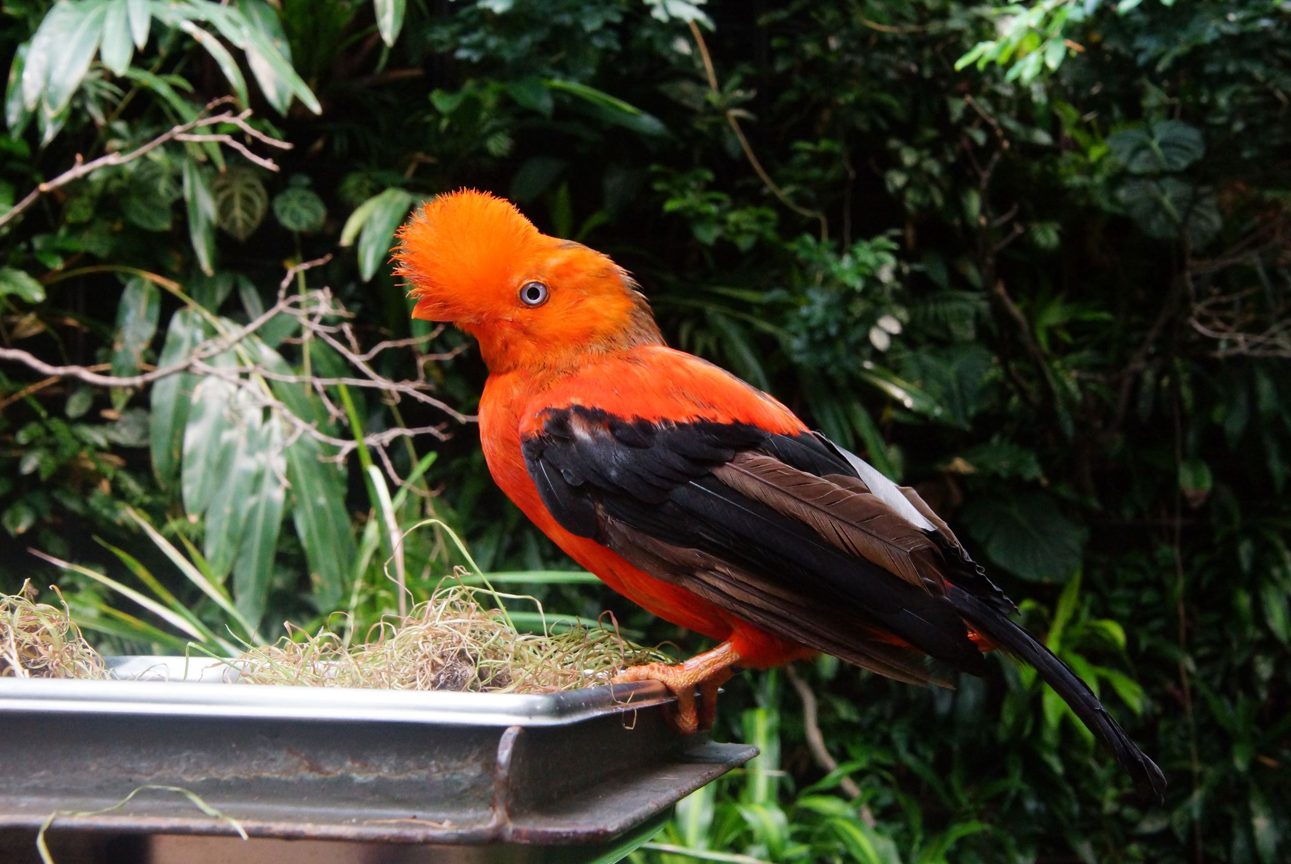 Perú, el destino para los fanáticos del birdwatching