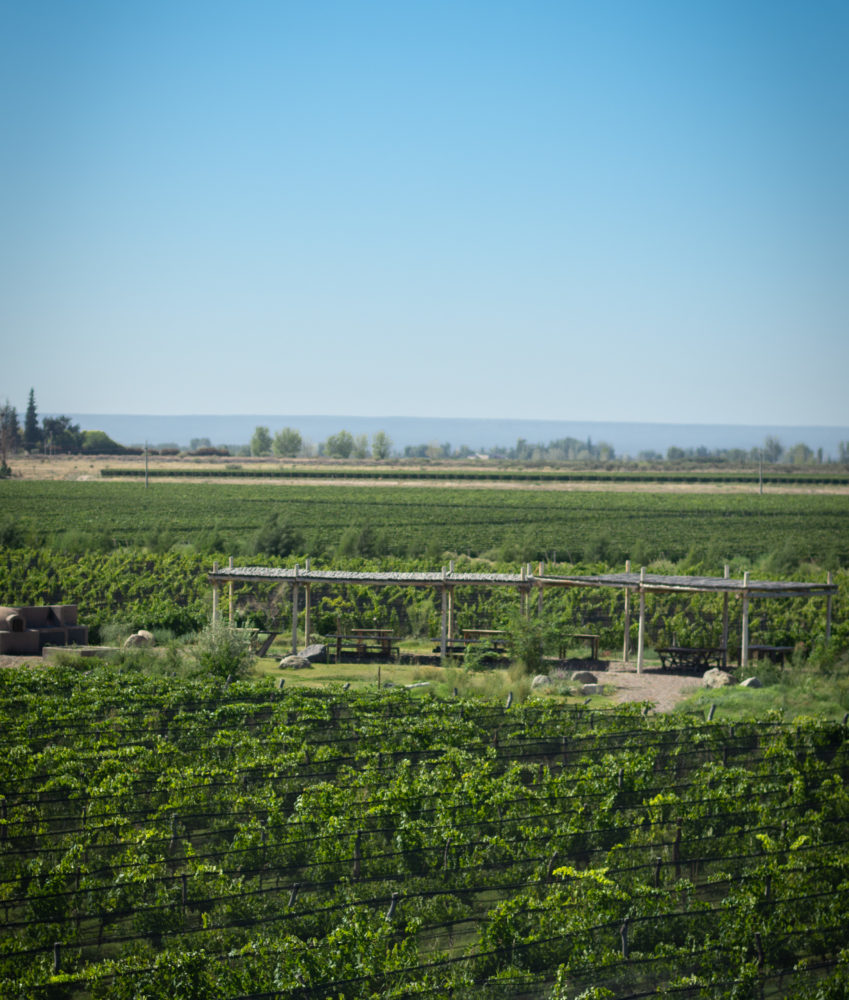  - Alpamanta, la bodega argentina fue reconocida mundialmente por sus prácticas sustentables