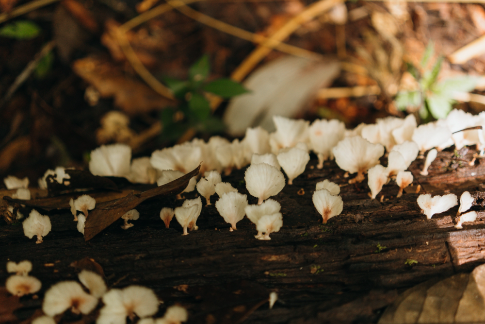 Leticia-Amazonas-10-1000x667 - Un viaje espiritual a Calanoa, un hotel en el útero del Amazonas