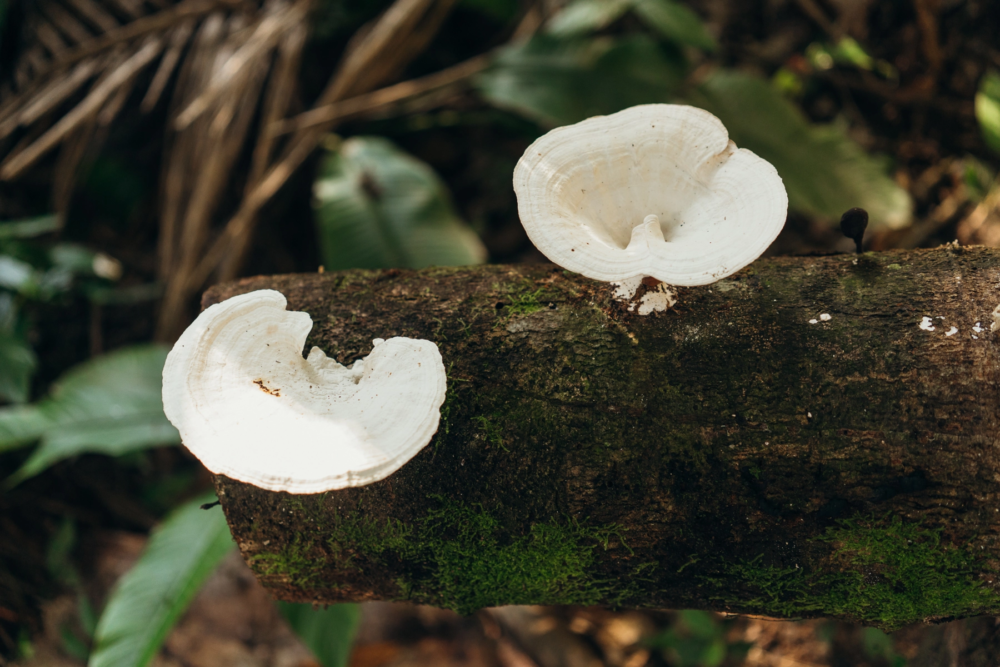 Leticia-Amazonas-1000x667 - Un viaje espiritual a Calanoa, un hotel en el útero del Amazonas