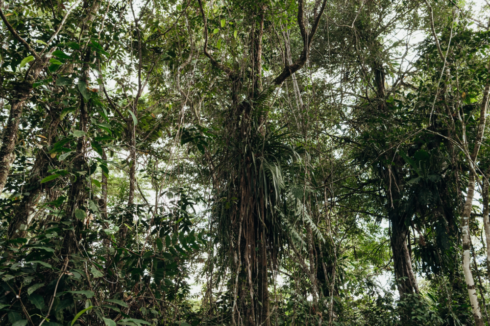 Leticia-Amazonas-2-1000x667 - Un viaje espiritual a Calanoa, un hotel en el útero del Amazonas