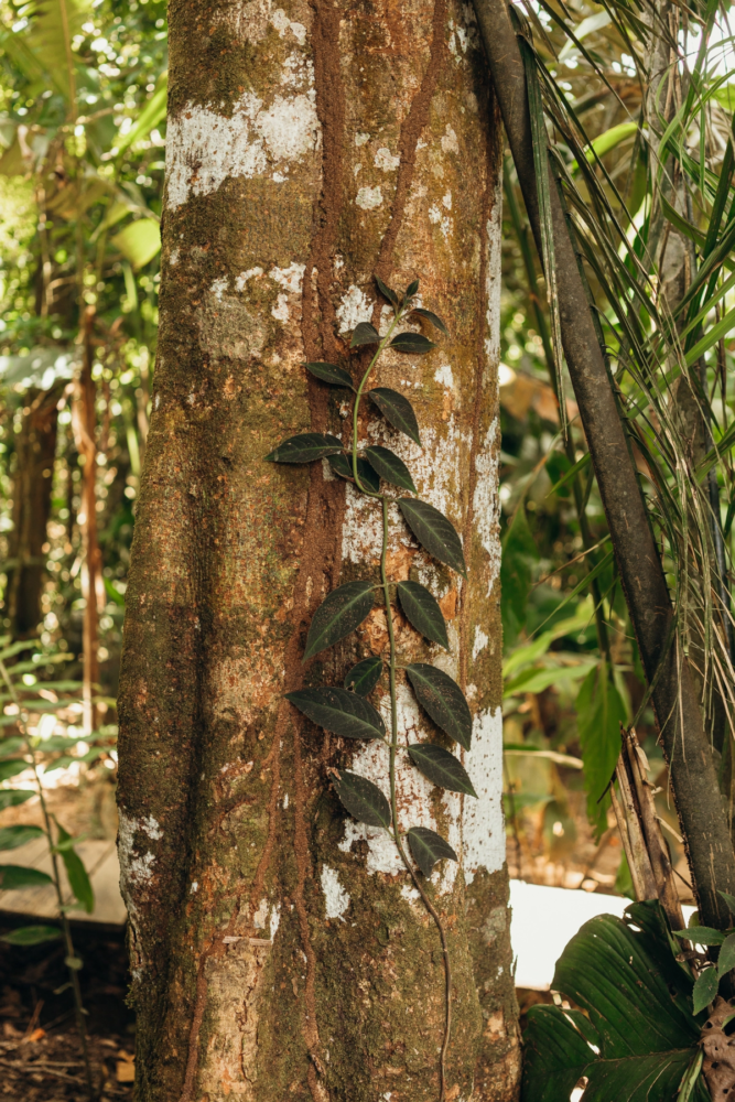 Leticia-Amazonas-4-667x1000 - Un viaje espiritual a Calanoa, un hotel en el útero del Amazonas
