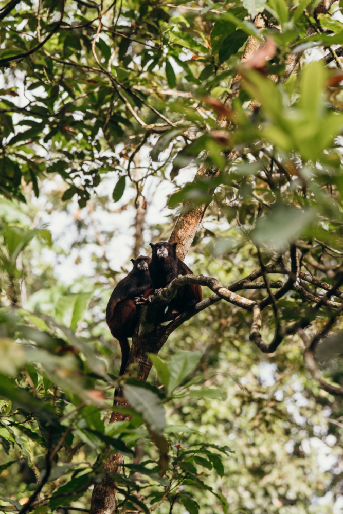 Leticia-Amazonas-5-667x1000 - Un viaje espiritual a Calanoa, un hotel en el útero del Amazonas