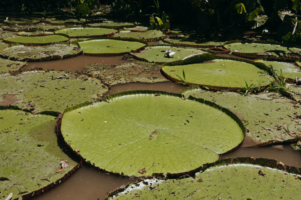 Leticia-Amazonas-6-1-1000x667 - Un viaje espiritual a Calanoa, un hotel en el útero del Amazonas