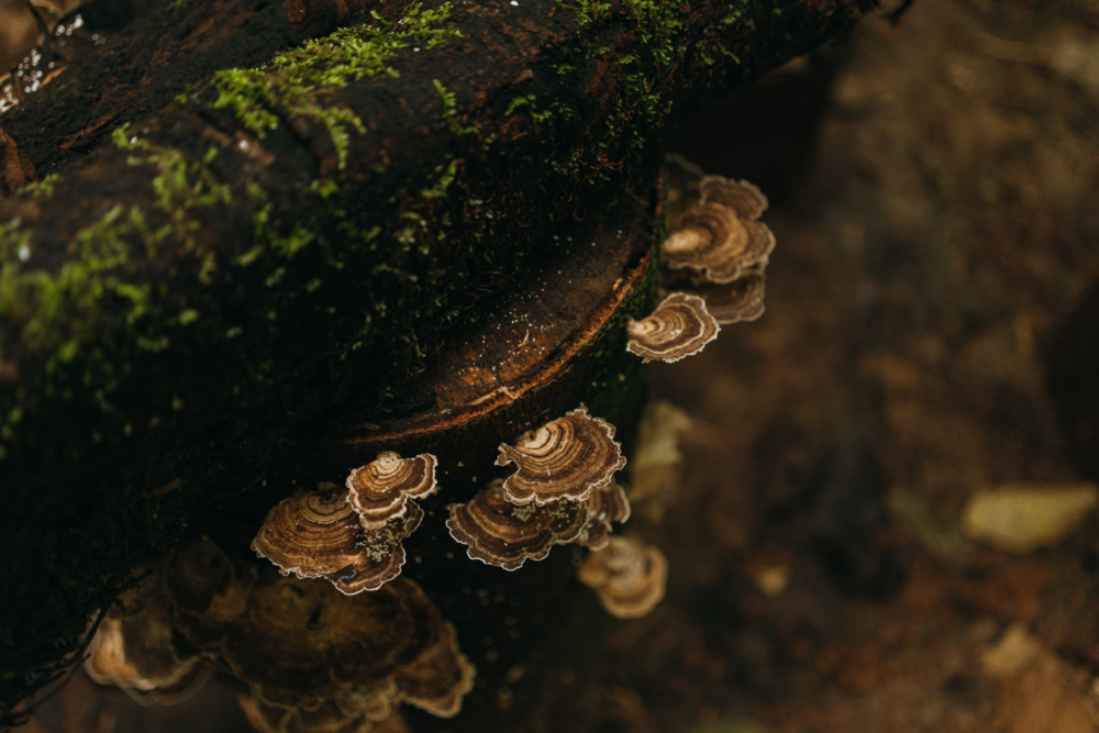 Leticia-Amazonas-8-1000x667 - Un viaje espiritual a Calanoa, un hotel en el útero del Amazonas