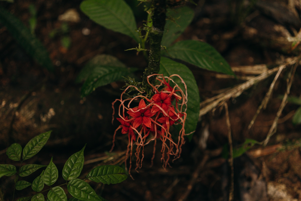 Leticia-Amazonas-9-1000x667 - Un viaje espiritual a Calanoa, un hotel en el útero del Amazonas