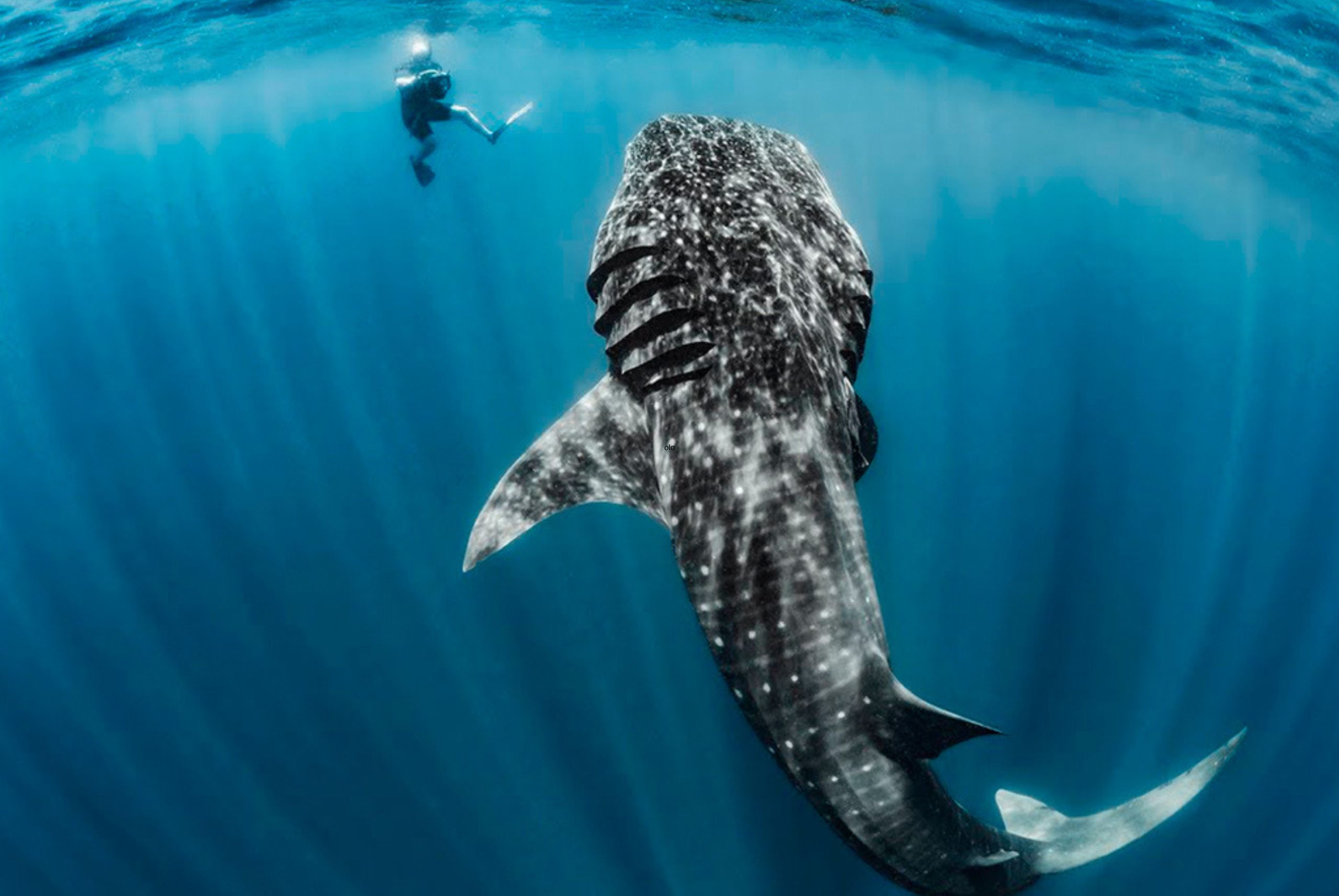 12 documentales y series que te van a hacer viajar sin salir de casa