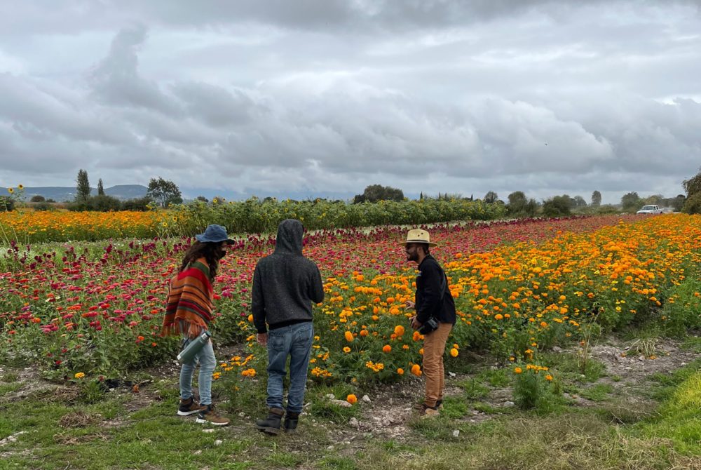campos-de-flores-Mexico-1000x670 - Cempasúchil, un símbolo de vida y muerte en México 