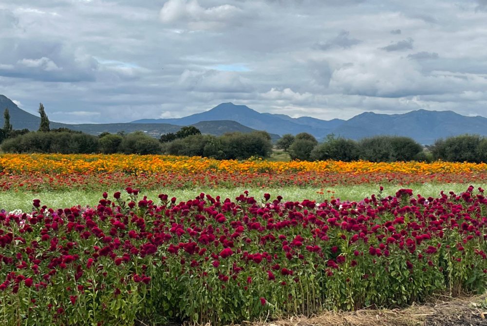 Cempasúchil, un símbolo de vida y muerte en México 