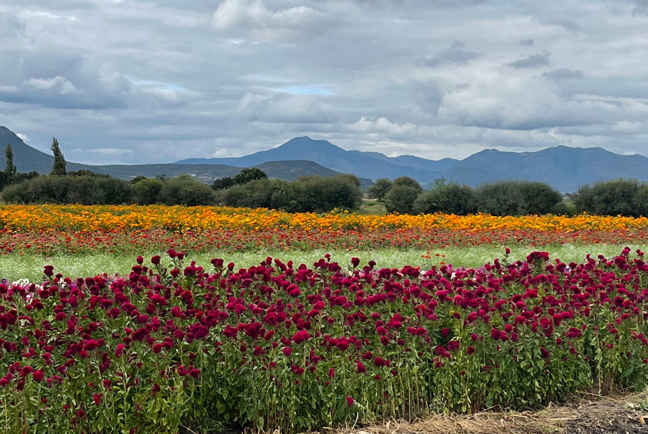 Cempasúchil, un símbolo de vida y muerte en México 
