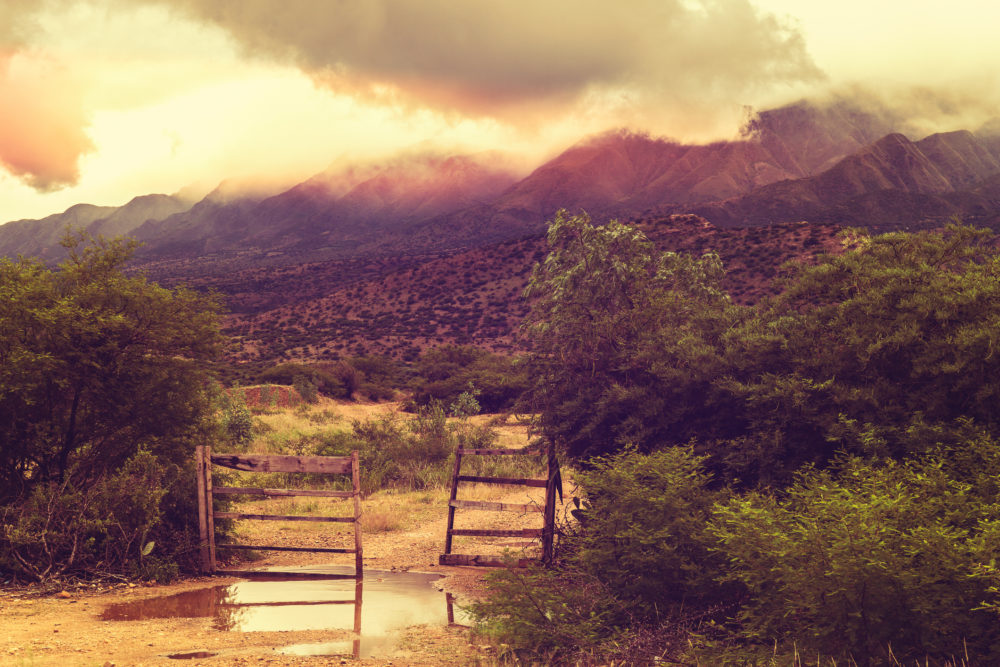 Viticultura en Bolivia, la sorpresa latinoamericana