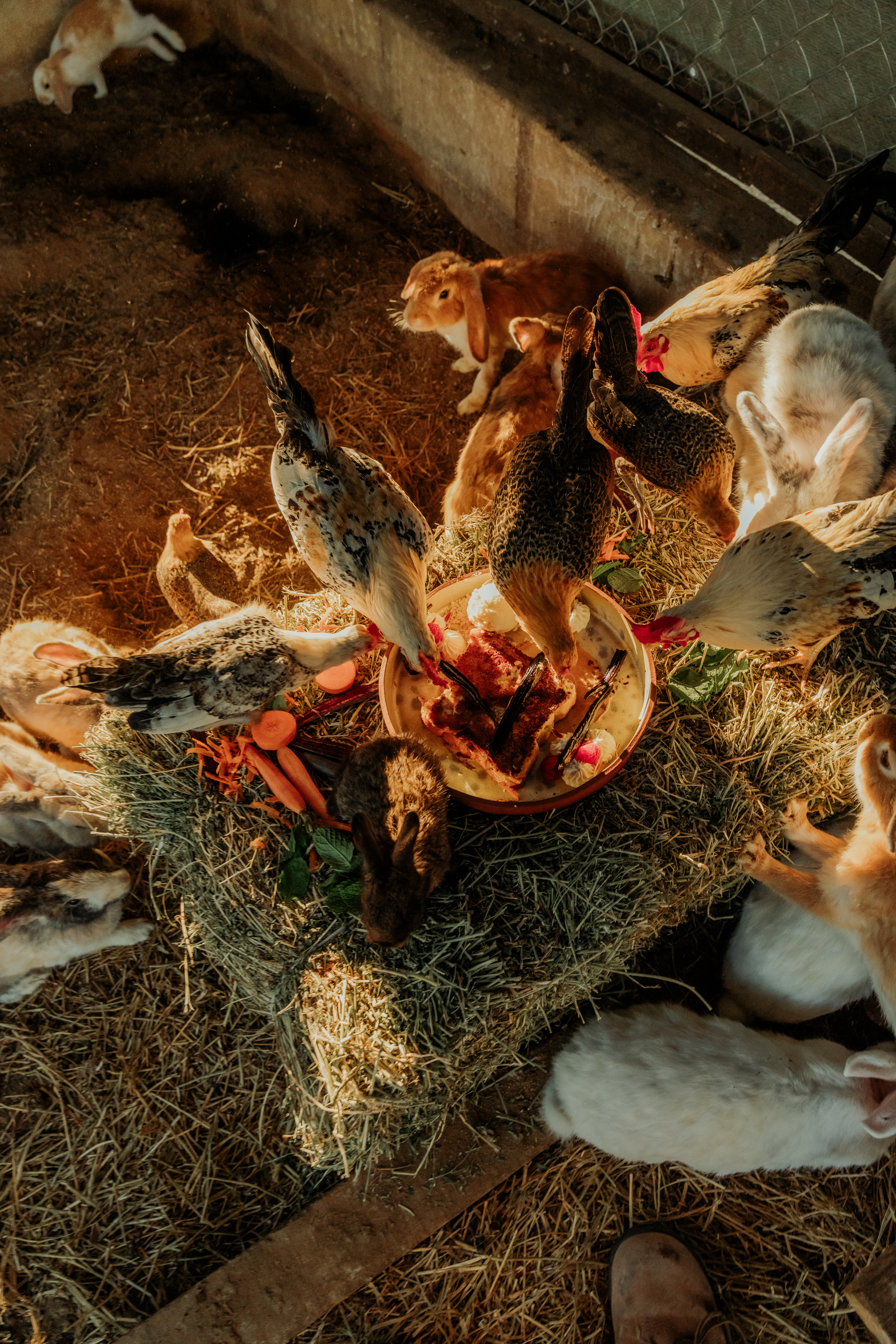 gallinas - De camino a Cabo San Lucas, Baja California Sur