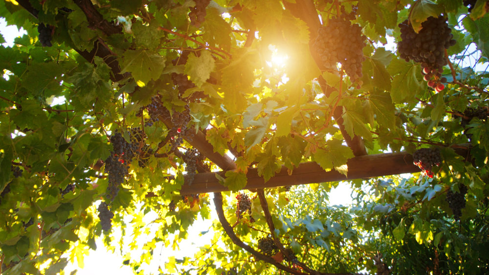 iStock-1070706382-1000x562 - Tenerife: la tradición como bandera