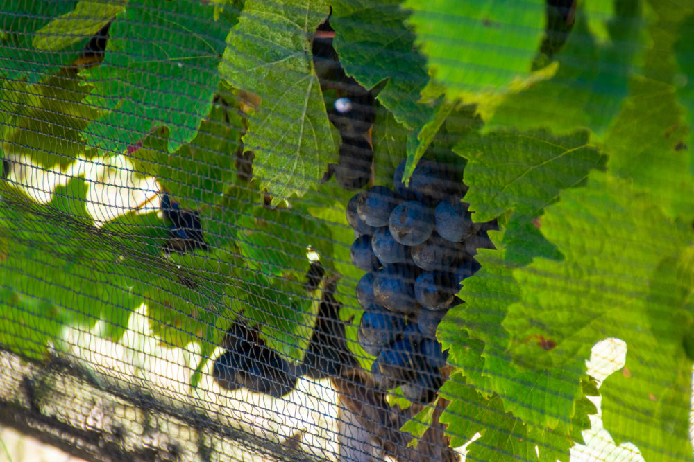 iStock-1255060612-1000x667 - Viticultura en Córdoba, la “nueva” faceta de la provincia argentina