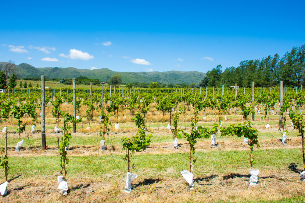 iStock-1255060658-1000x667 - Viticultura en Córdoba, la “nueva” faceta de la provincia argentina