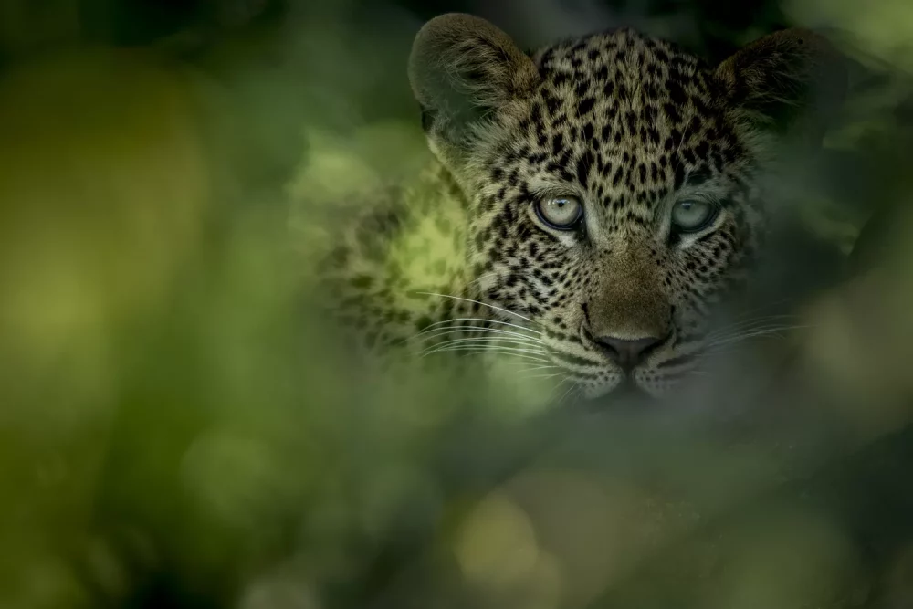 leopardo-1000x667 - 12 días de lujo inolvidable en Sudáfrica