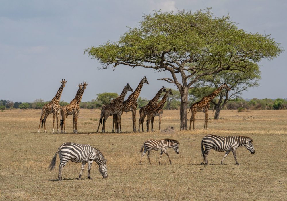 He trabajado en viajes de safari por más de 20 años: estos son los 4 Parques Nacionales en Tanzania a los que envío a los viajeros