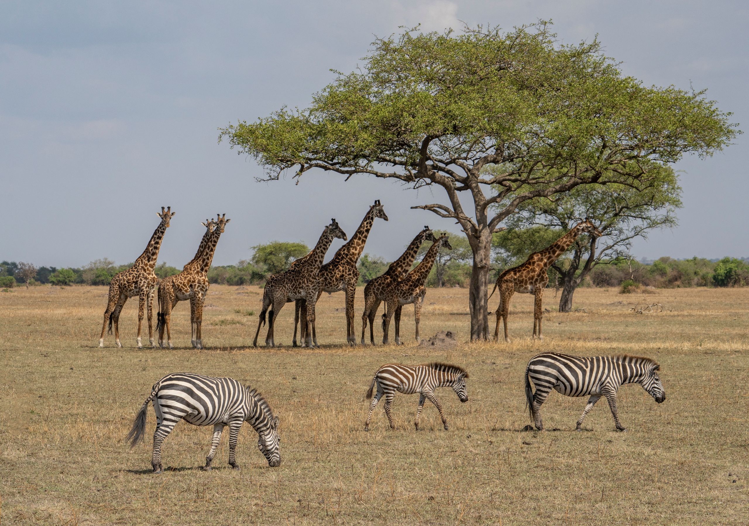 He trabajado en viajes de safari por más de 20 años: estos son los 4 Parques Nacionales en Tanzania a los que envío a los viajeros