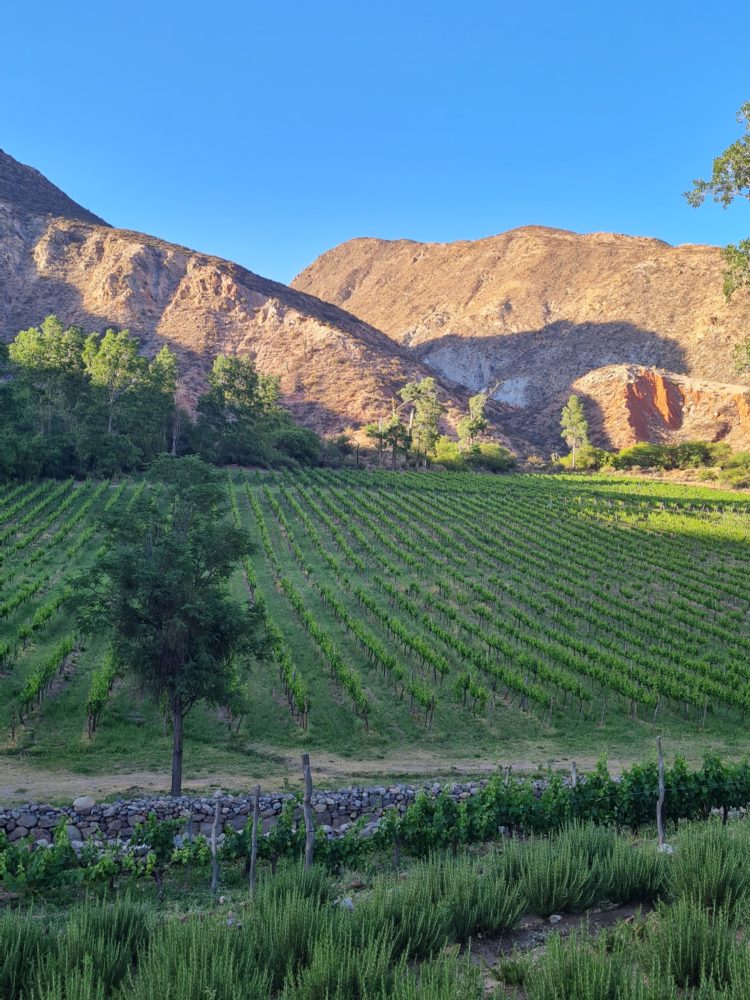 20231105_184310-750x1000 -  3 viñedos extraordinarios en Salta