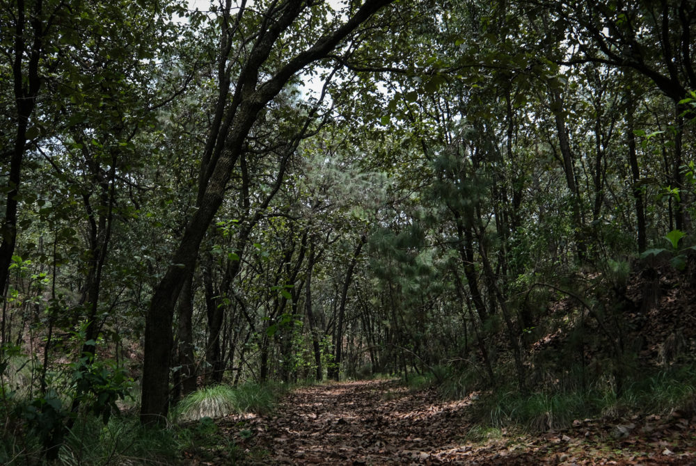 Bosque-La-Primavera--1000x670 - Guía de viajes: 5 lugares soñados de Jalisco