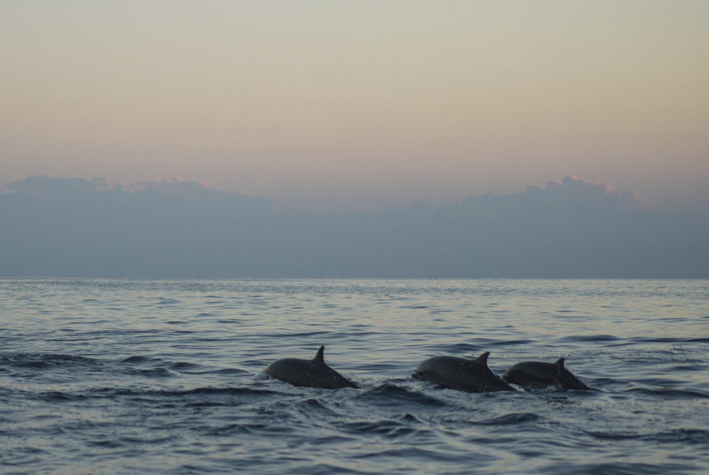 La playa a solo 20 kilómetros de Cancún en la que puedes ver delfines y hacer surf