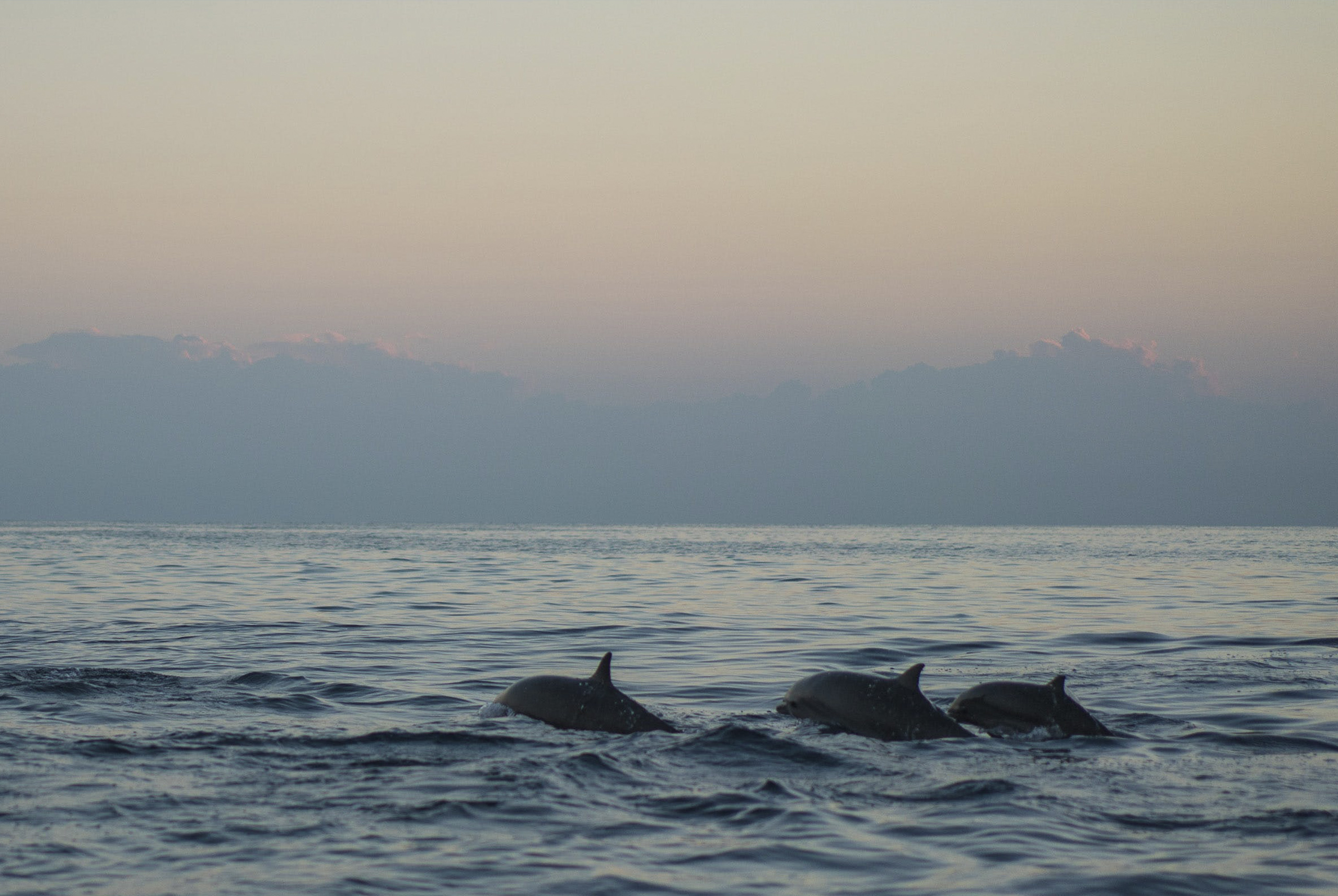 La playa a solo 20 kilómetros de Cancún en la que puedes ver delfines y hacer surf
