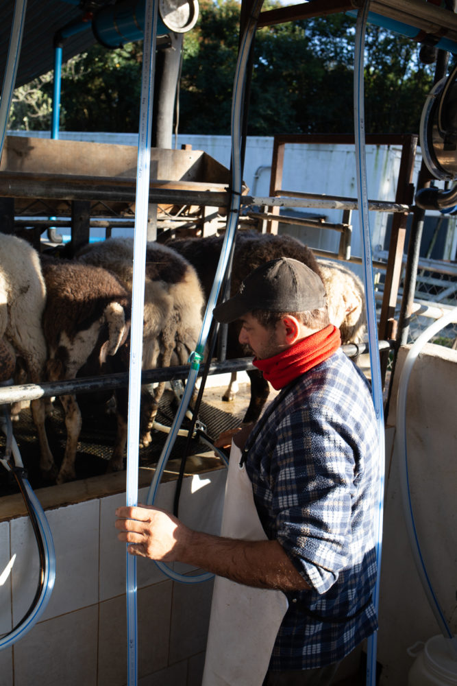 IMG_2624-667x1000 - Cruzar el charco por un rato: qué hacer en Colonia del Sacramento