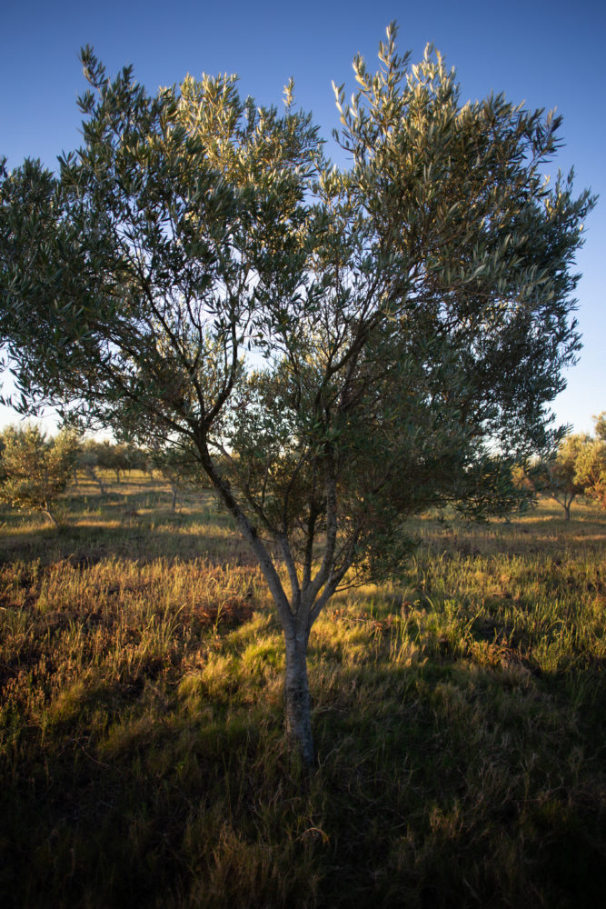 IMG_4664-667x1000 - Cruzar el charco por un rato: qué hacer en Colonia del Sacramento