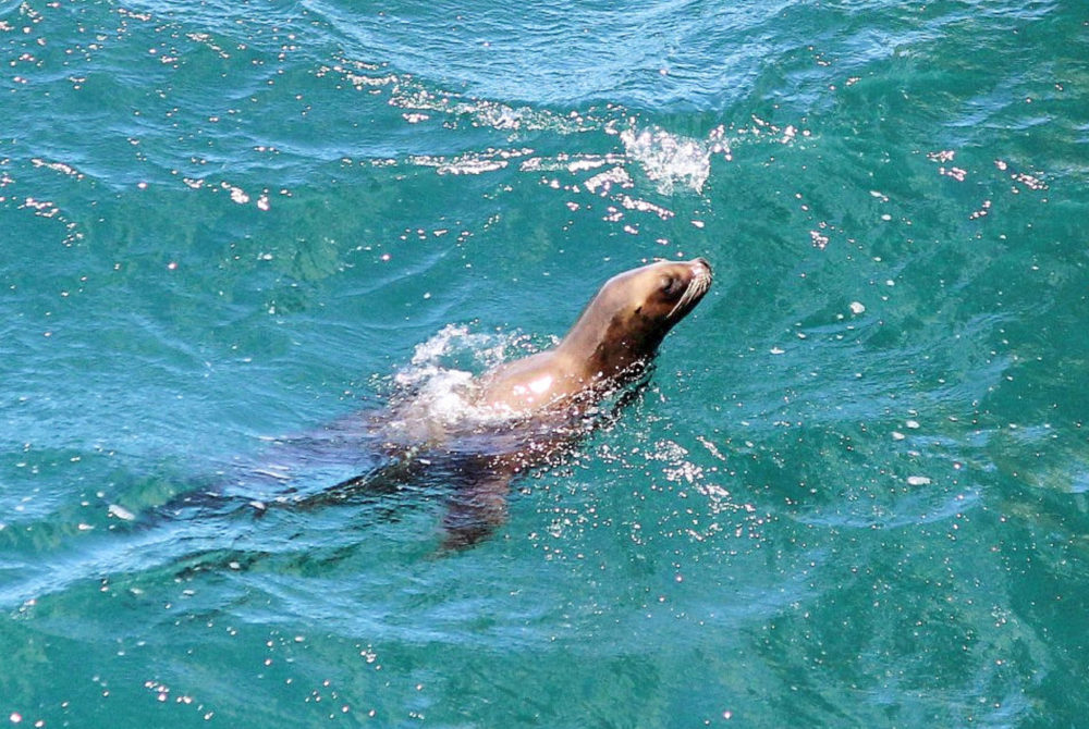 Lobo-Marino-1000x670 - 5 lugares inolvidables que debes conocer de la Patagonia argentina