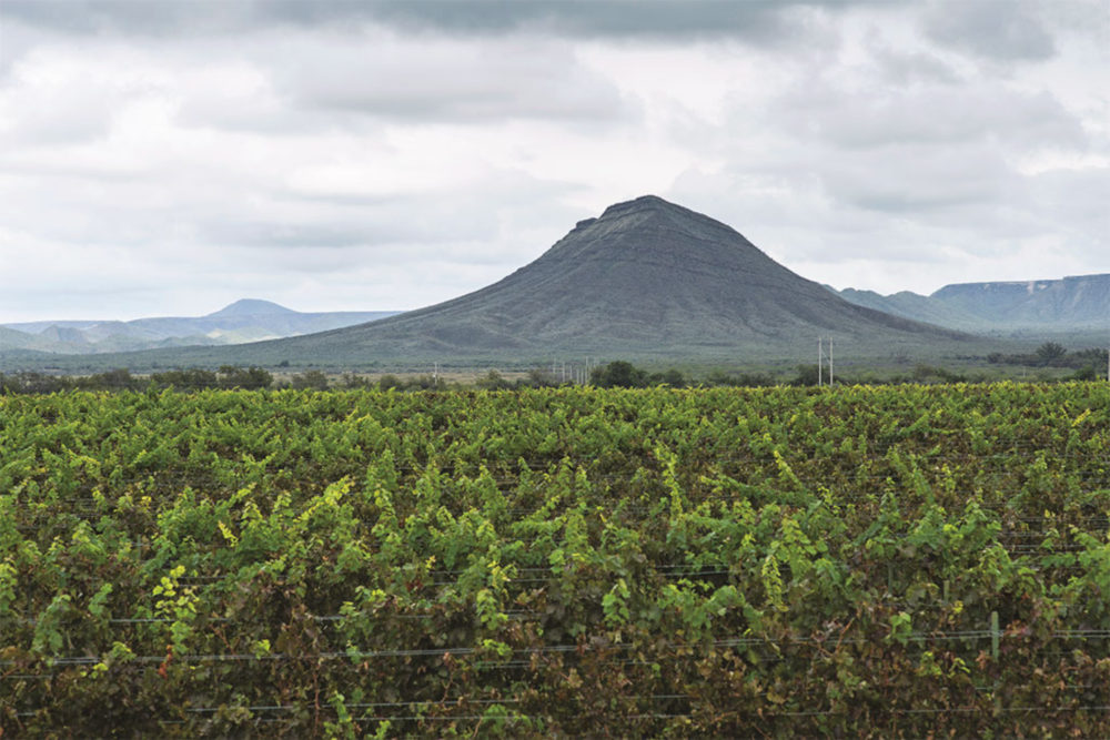 Parras-De-la-Fuente-Vinedos-1000x667 - Pueblos Mágicos: estos dos oasis rodeados de viñedos son especiales para los amantes del vino