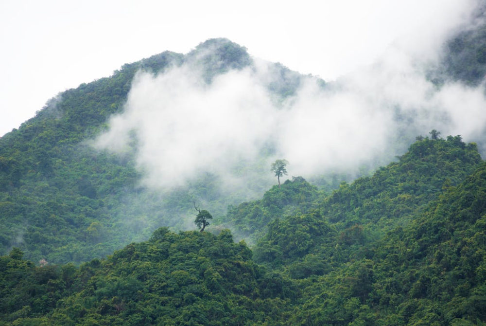 Selva-1000x670 - Turismo aventura: 3 lugares ideales para hacer senderismo en México