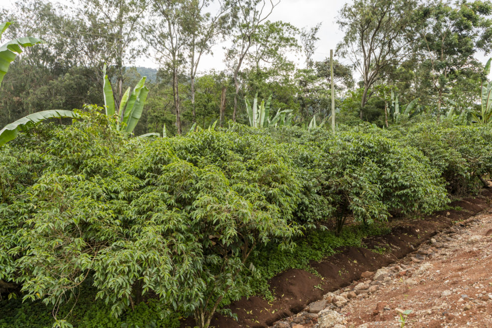 Yirgacheffe-etiopia-1000x667 - Recorre 15 de los pueblos cafeteros más auténticos del mundo