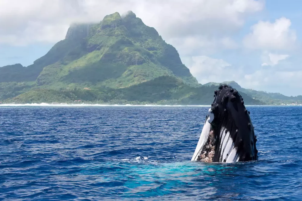 ballenas-en-bora-bora-1000x667 - Los mejores momentos para visitar Bora Bora por buen clima, precios más bajos e increíble observación de ballenas