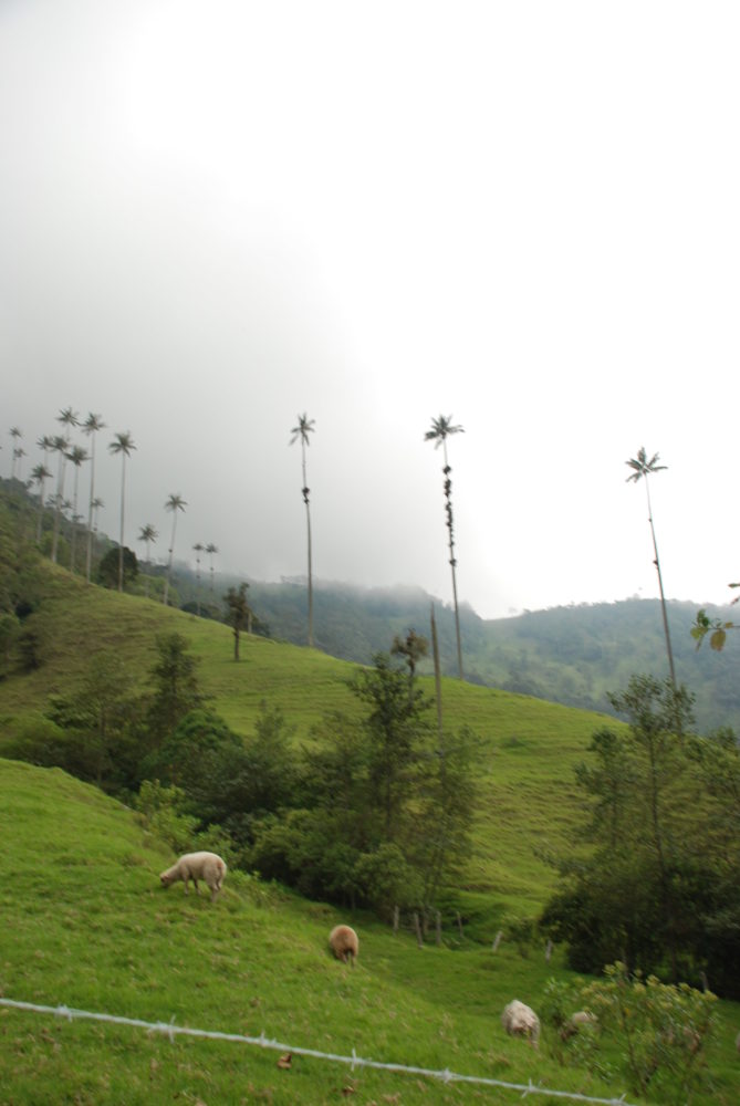 colombia-076-669x1000 - Recorre 15 de los pueblos cafeteros más auténticos del mundo