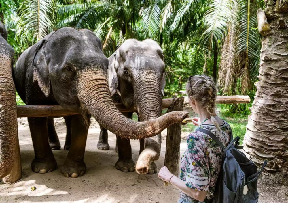 elefantes-cautiverio-1000x703 - Cómo elegir un santuario de elefantes ético en Tailandia