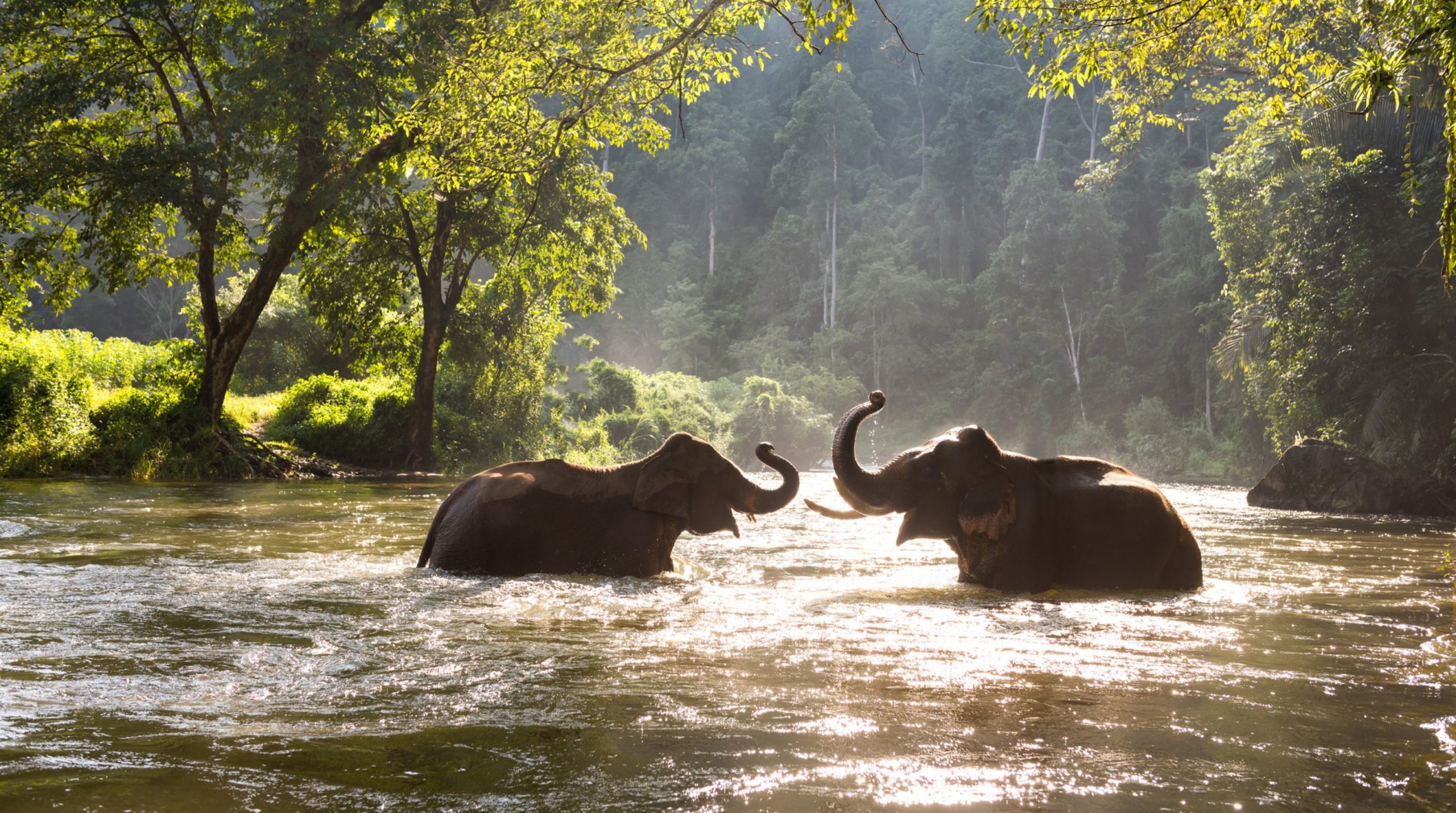 Cómo elegir un santuario de elefantes ético en Tailandia